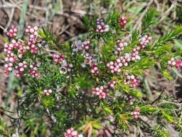 Diosma hirsuta red sepal lobes